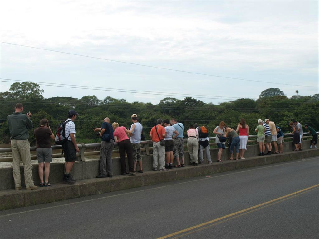 QUEPOS -> SAN JOSÉ - krokdillen spotten vanaf een brug over de Tárcoles rivier
