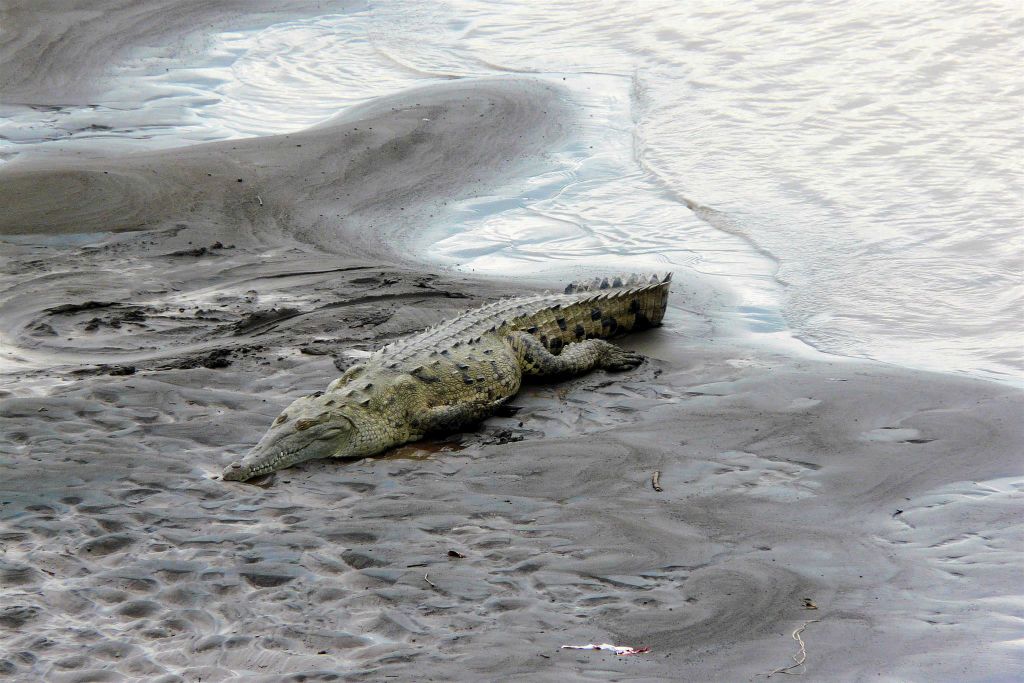 QUEPOS -> SAN JOSÉ - een krokodil
