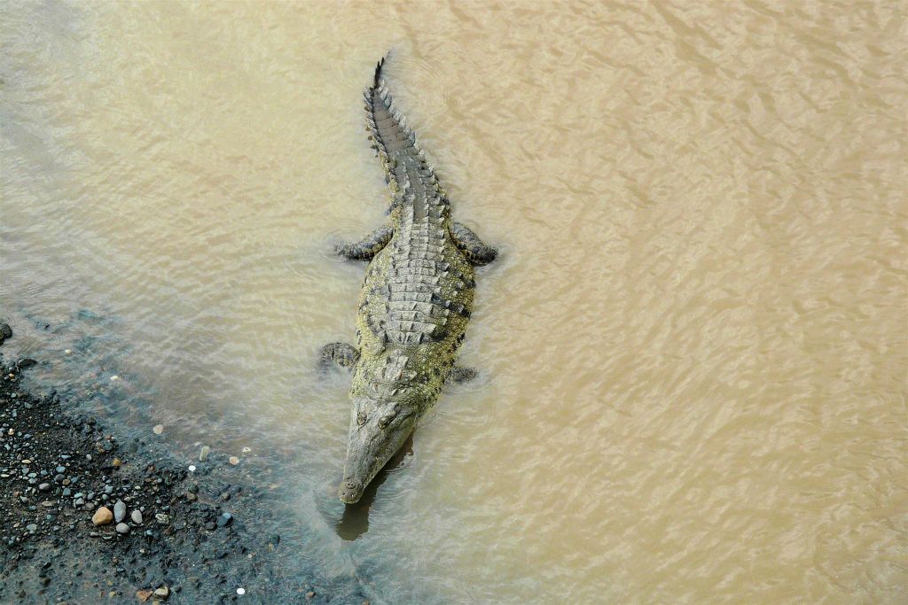 QUEPOS -> SAN JOSÉ - een krokodil