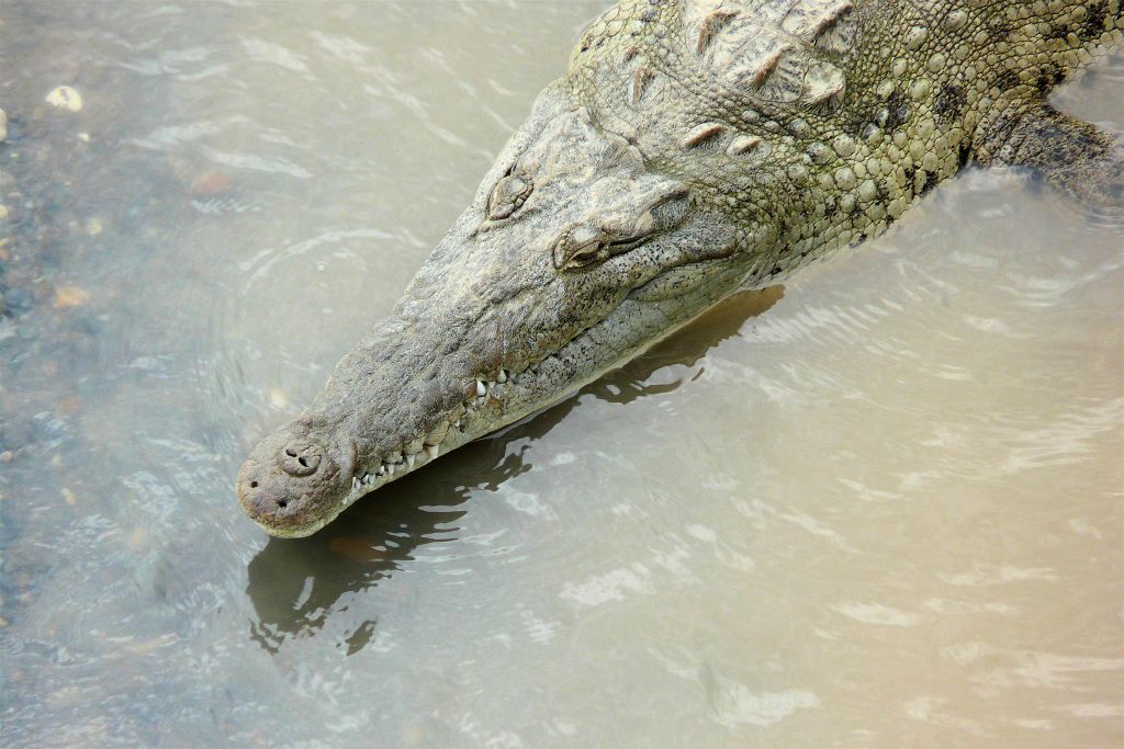 QUEPOS -> SAN JOSÉ - een krokodil