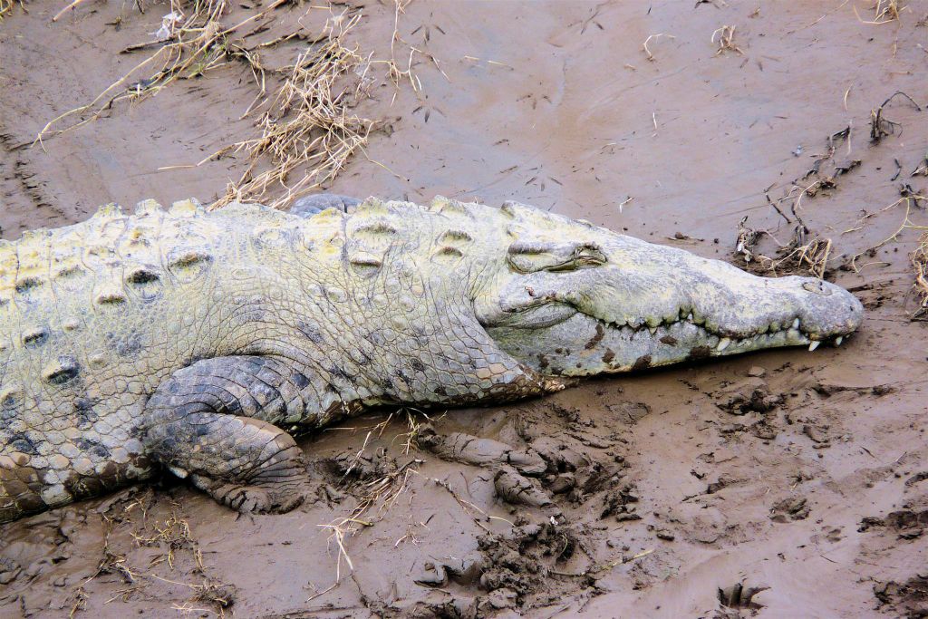 QUEPOS -> SAN JOSÉ - een krokodil