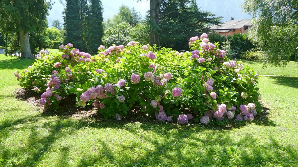 LEVICO TERME - een struik met bloemen in het Habsburg park