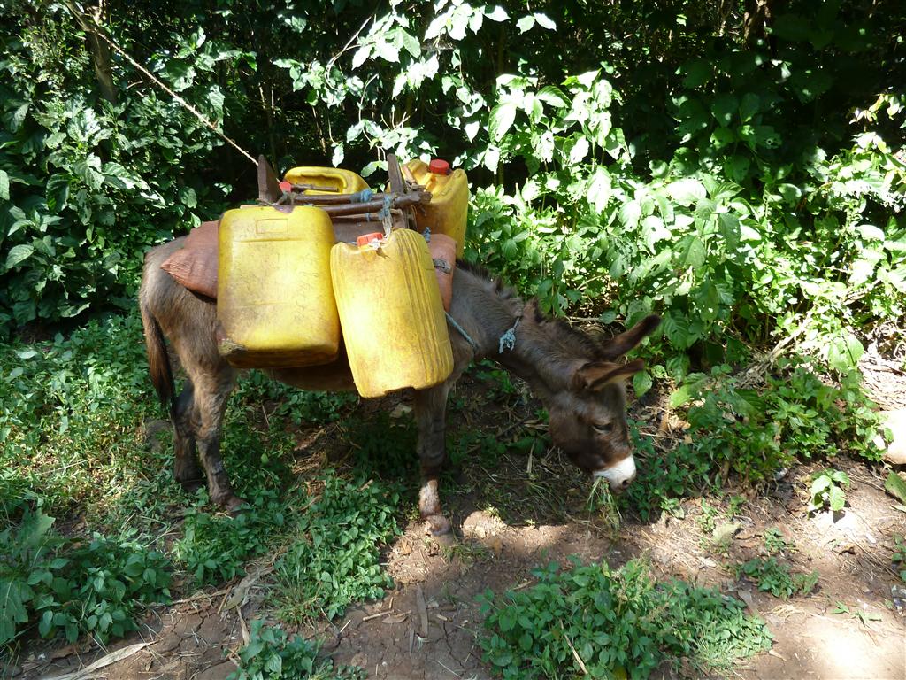 BAHIR DAR - een ezel met watertonnen op het Zeghe Peninsula eiland