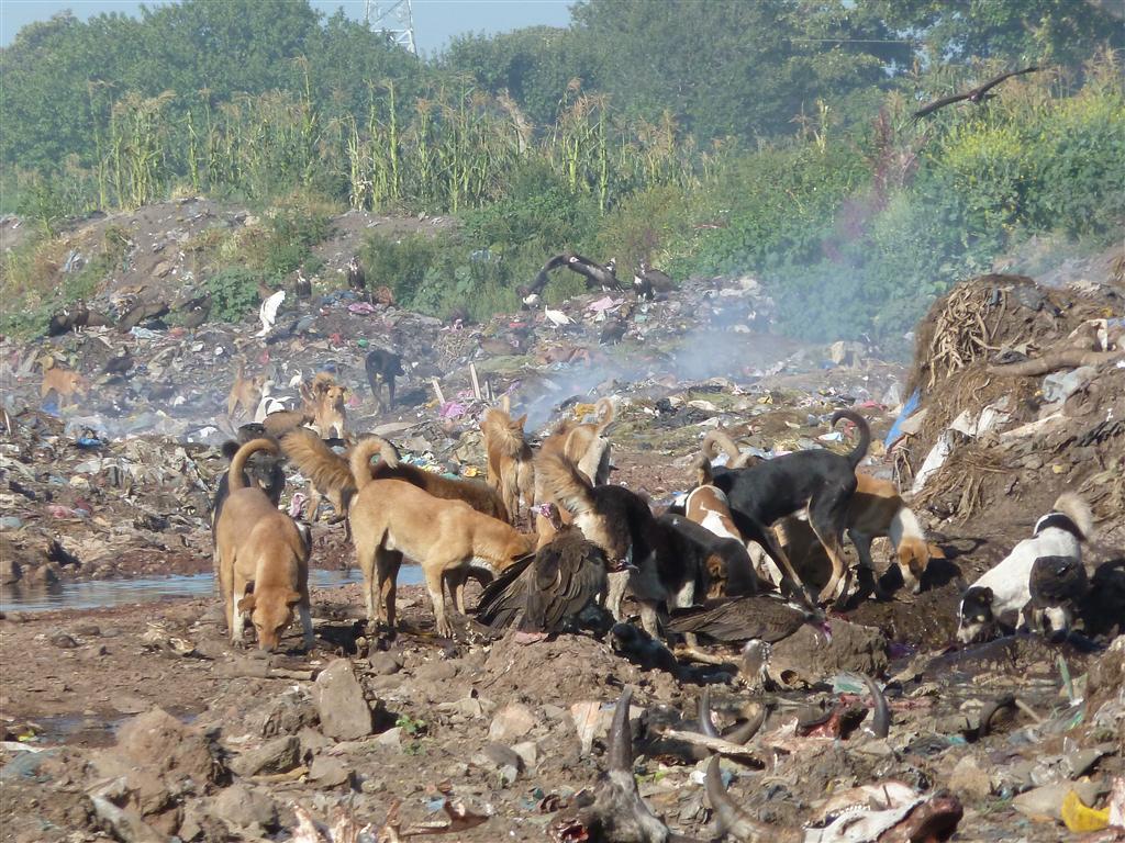 BAHIR DAR -> GONDAR - honden en gieren op een stortplaats