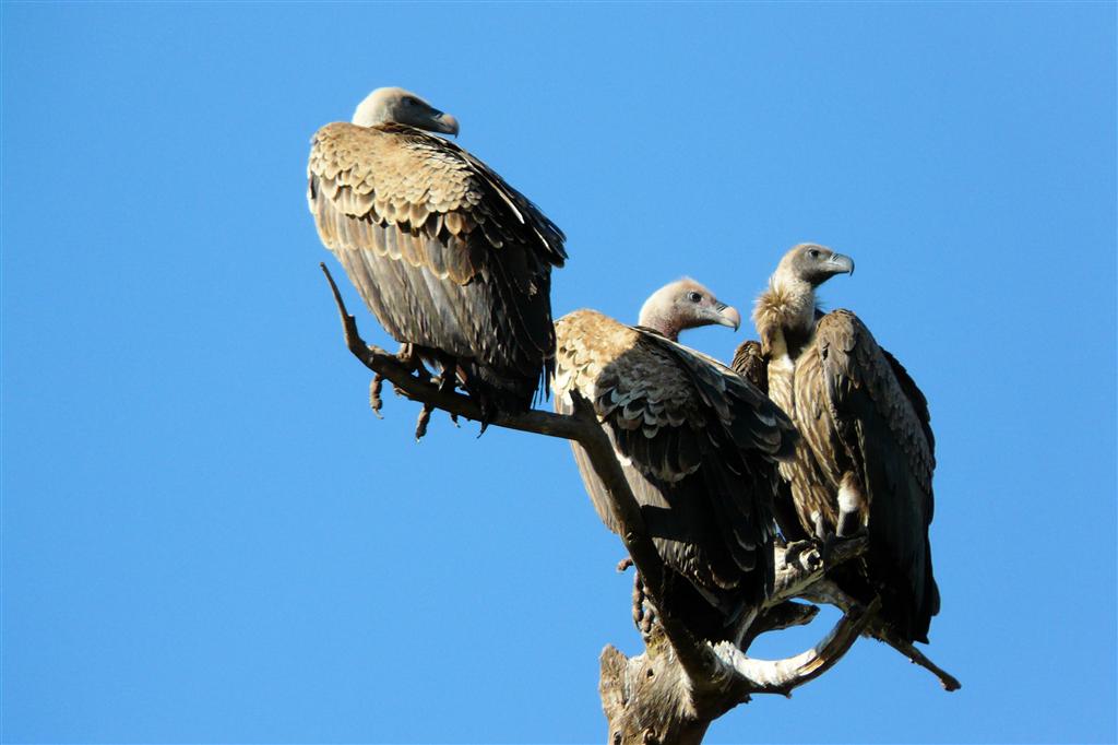 BAHIR DAR -> GONDAR - drie witruggieren in een boom