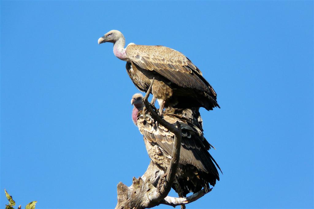 BAHIR DAR -> GONDAR - twee witruggieren in een boom