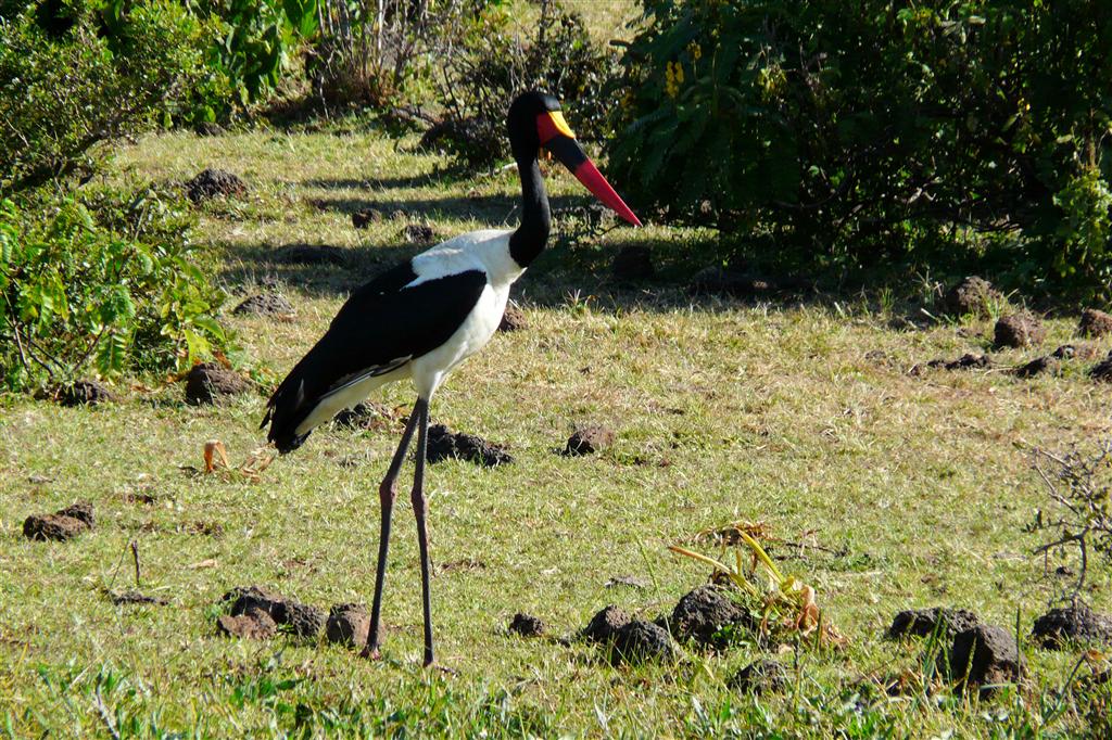 BAHIR DAR -> GONDAR - een zadelbekooievaar