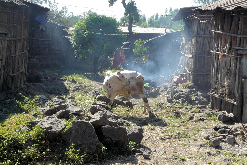 BAHIR DAR -> GONDAR - een achterplaats