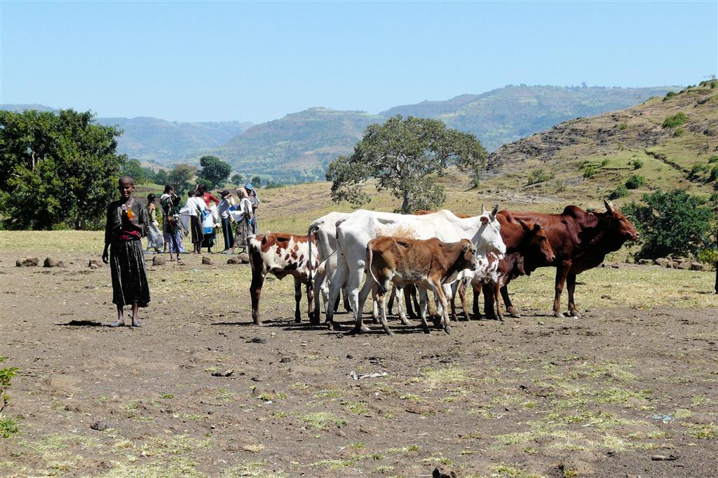 BAHIR DAR -> GONDAR - enkele koeien en souvenirverkopers