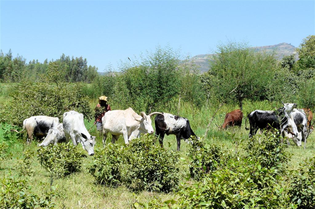 BAHIR DAR -> GONDAR - een Ethiopische man met zijn koeien