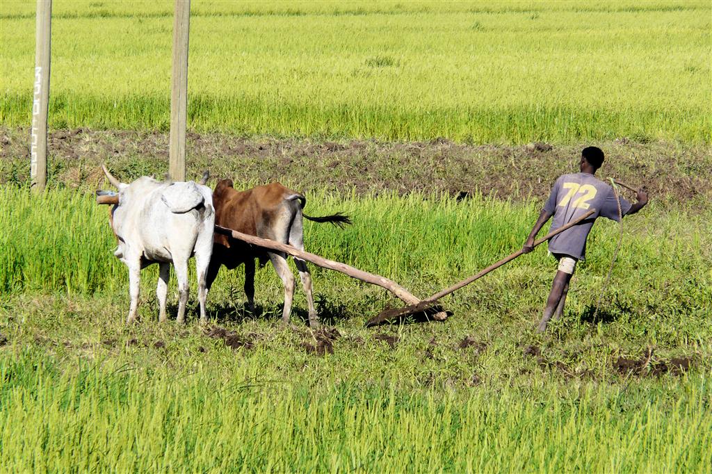 BAHIR DAR -> GONDAR - een man ploegt met koeien