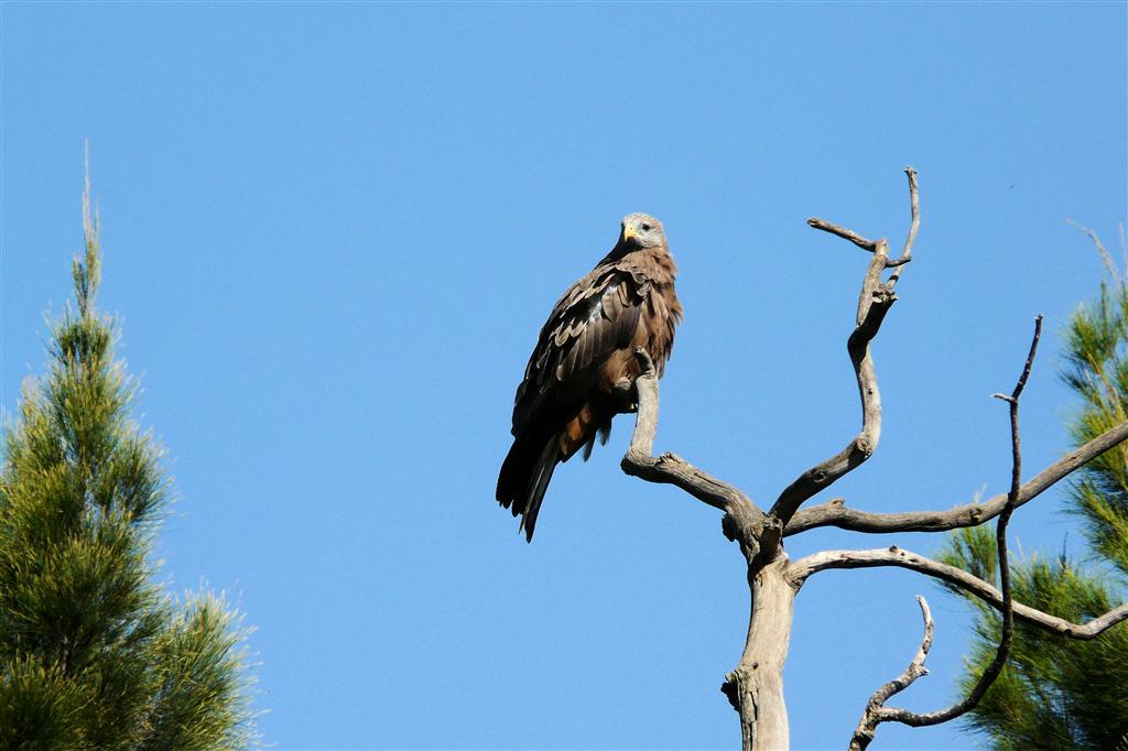 GONDAR - een geelsnavelwouw in een boomtop bij het Fasil Ghebbi complex