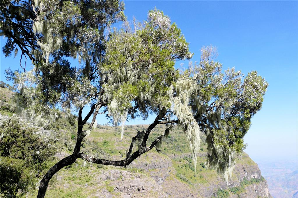 DEBARK (Simien Nationaal Park) - een boom