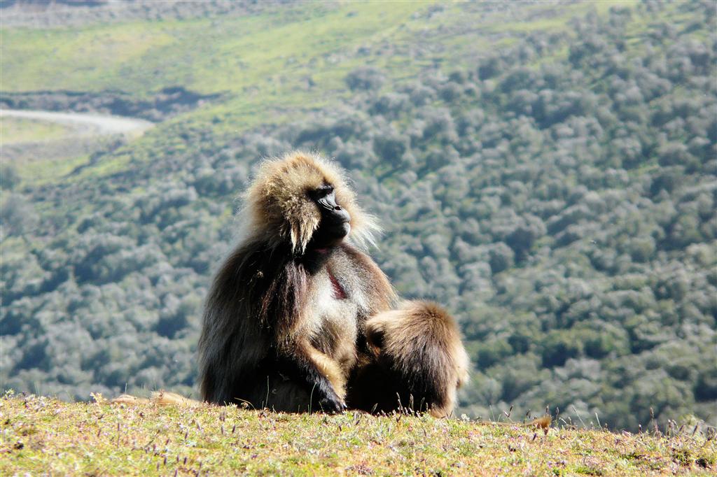 DEBARK (Simien Nationaal Park) - twee mantelbavianen