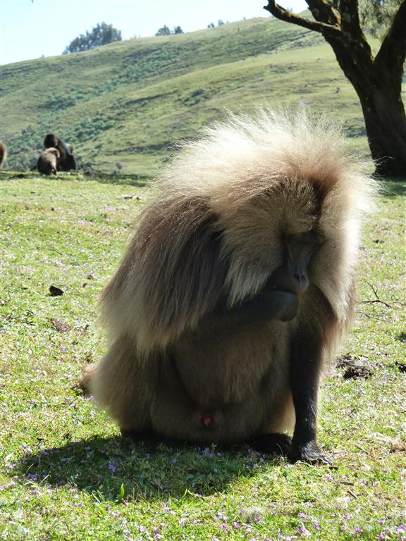 DEBARK (Simien Nationaal Park) - een mantelbaviaan