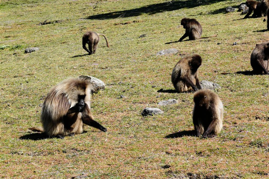 DEBARK (Simien Nationaal Park) - enkele mantelbavianen