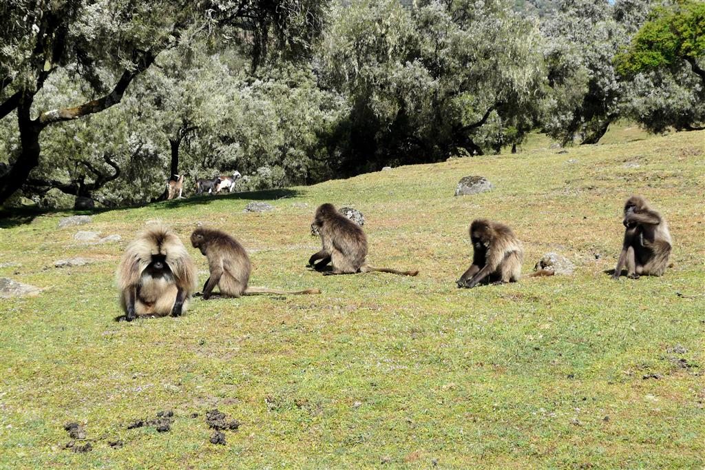 DEBARK (Simien Nationaal Park) - enkele mantelbavianen