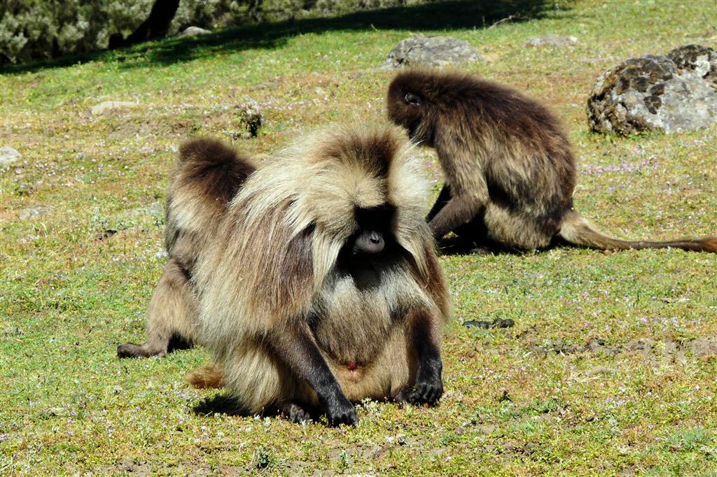 DEBARK (Simien Nationaal Park) - enkele mantelbavianen