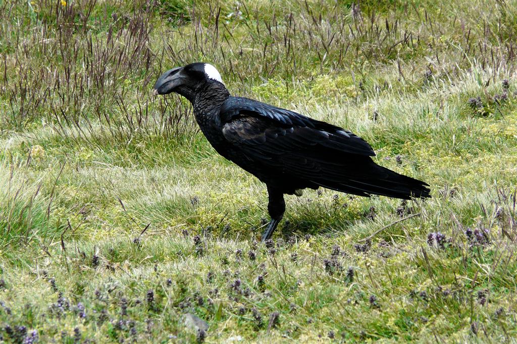DEBARK (Simien Nationaal Park) - een witnekraaf