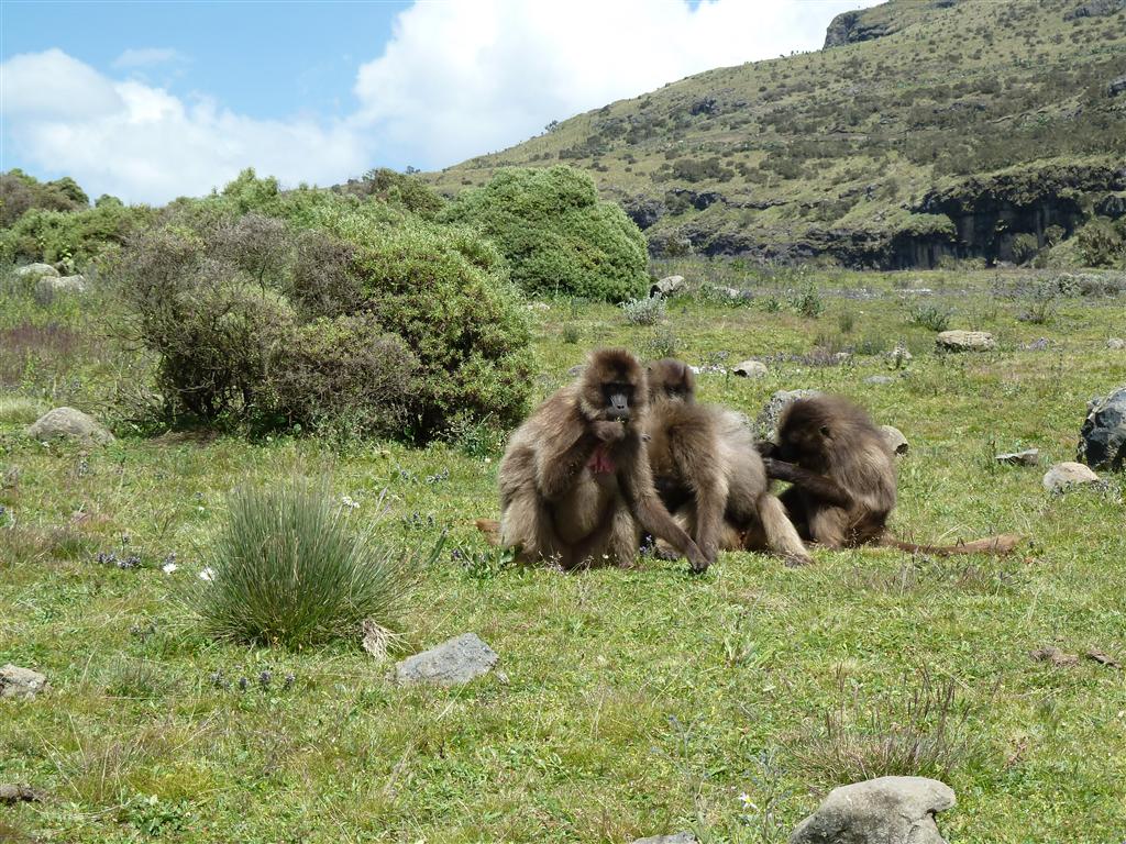 DEBARK (Simien Nationaal Park) - enkele mantelbavianen