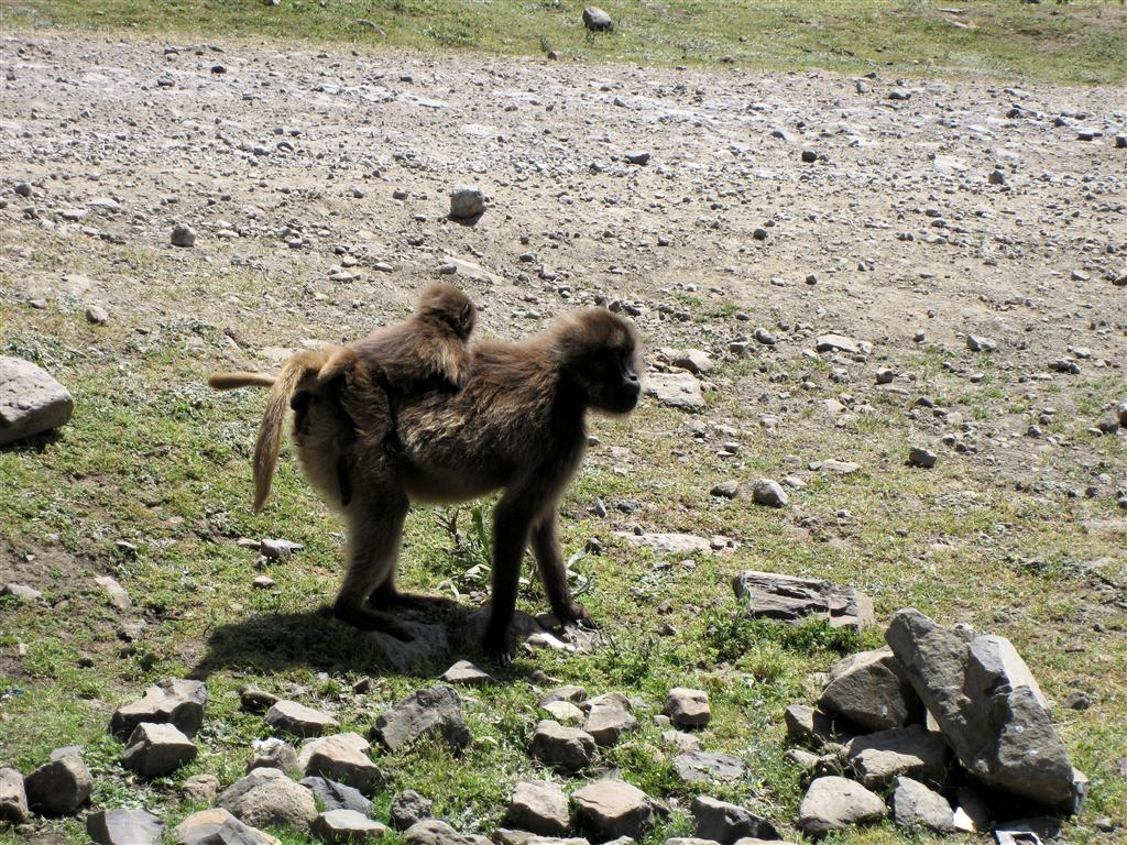DEBARK (Simien Nationaal Park) - een vrouwelijke mantelbaviaan met jong