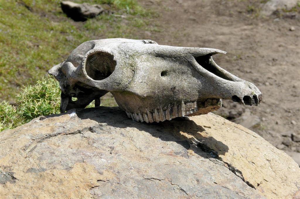 DEBARK (Simien Nationaal Park) - een schedel van een dier