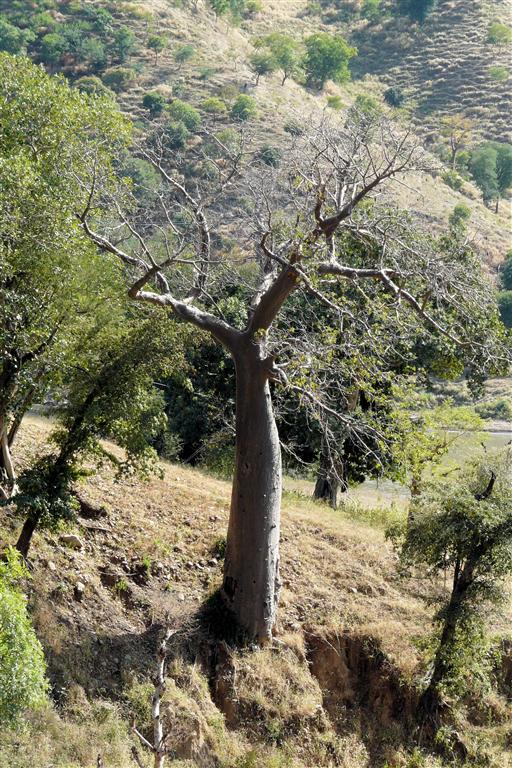 DEBARK -> AKSUM - een baobab boom