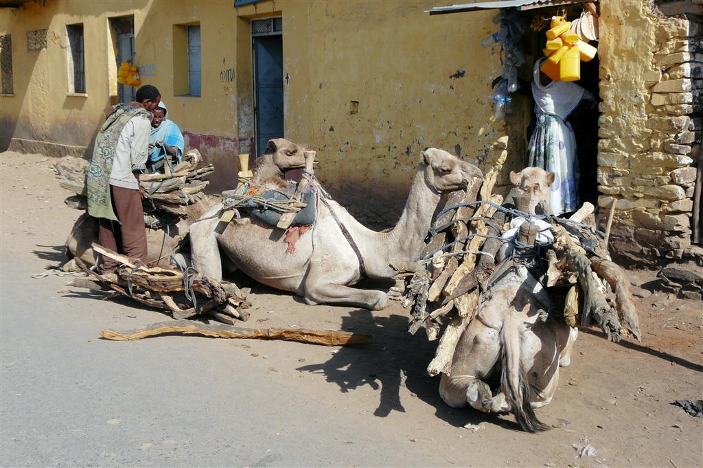 AKSUM - een man met drie dromedarissen
