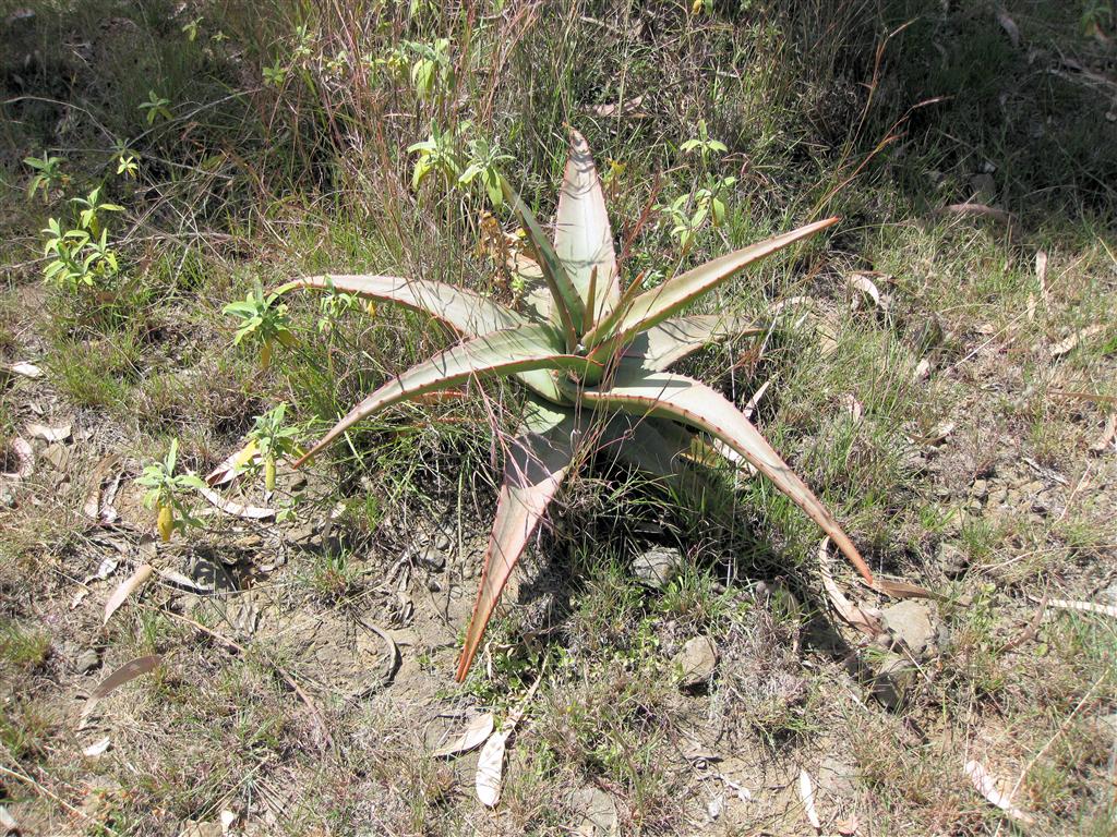 YEHA -> MEKELE - een plant