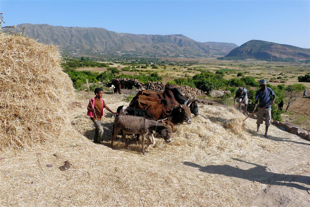 YEHA -> MEKELE - het dorsen van tarwe met koeien en een ezel