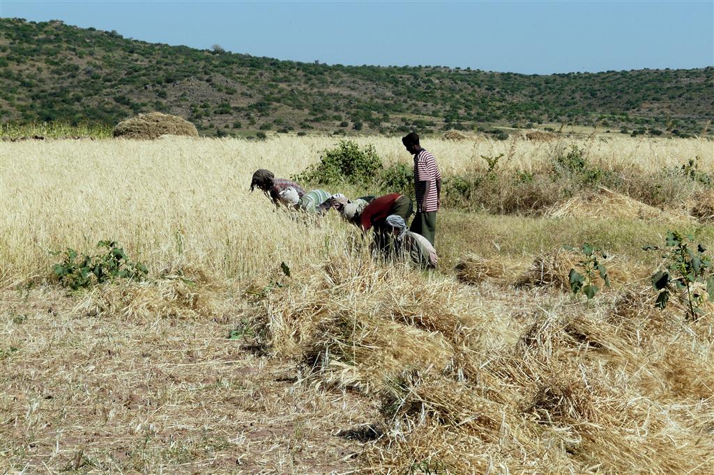 MEKELE -> LALIBELA - enkele mannen oogsten tarwe met sikkels