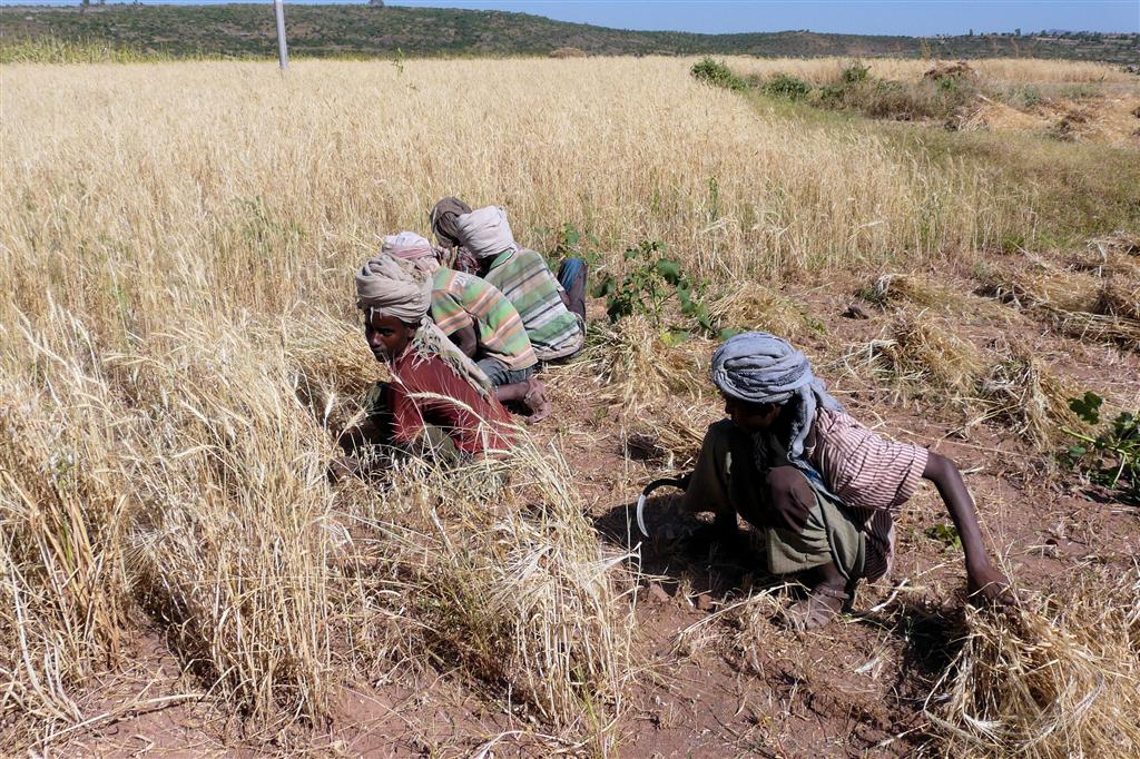 MEKELE -> LALIBELA - enkele mannen oogsten tarwe met sikkels