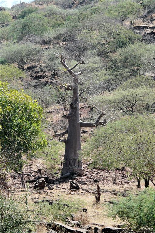 MEKELE -> LALIBELA - een baobab boom