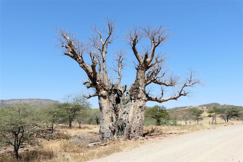 MEKELE -> LALIBELA - een boom