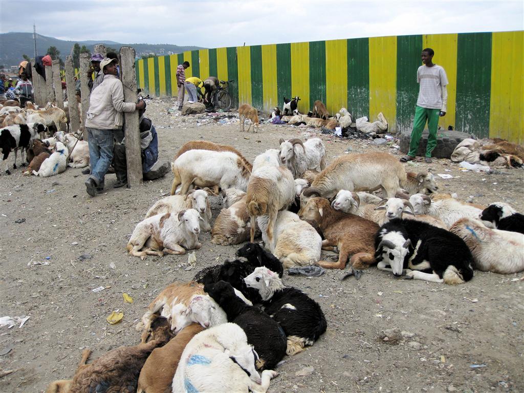 ADDIS ABEBA - een lokale geitenmarkt