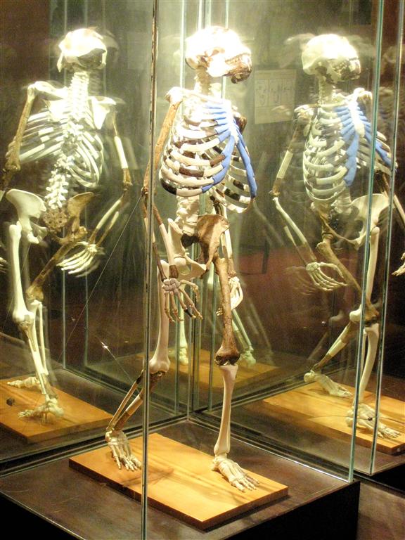 ADDIS ABEBA (nationaal museum) - Lucy de eerst rechtoplopende mens