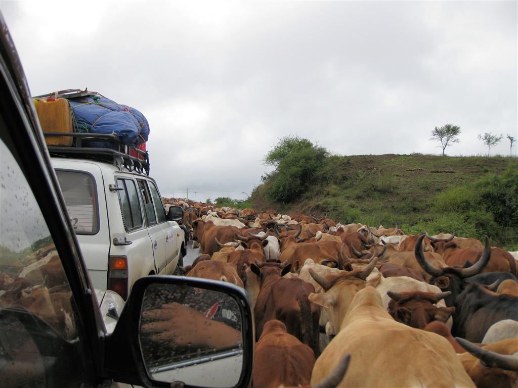 ARBA MINCH - met onze jeeps in een kudde koeien