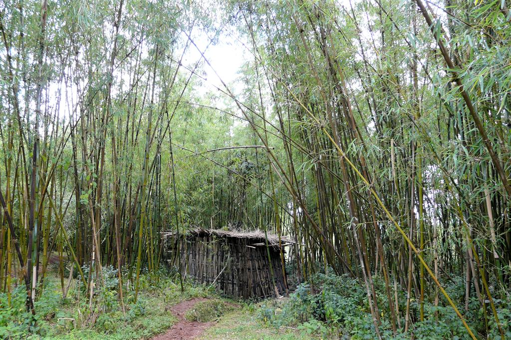 ARBA MINCH - een hut tussen de bamboo