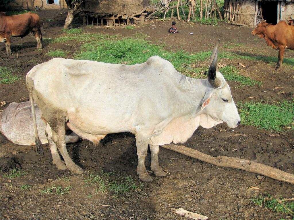 ARBA MINCH -> JINKA - een stier