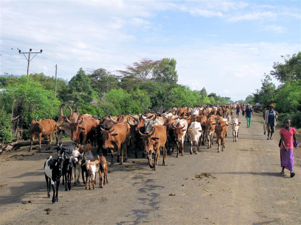 ARBA MINCH -> JINKA - kuddes met koeien op de weg