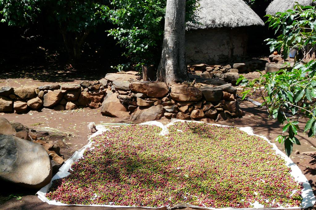 ARBA MINCH -> JINKA - koffiebonen bij de Konso stam