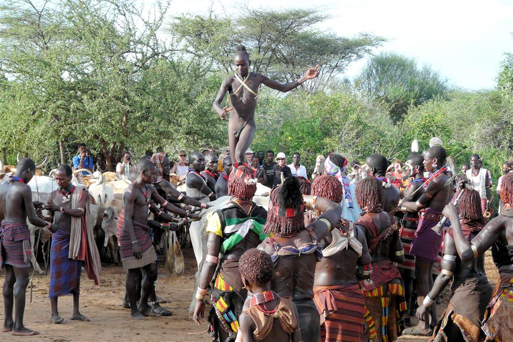 TURMI - de man van de Hamar stam loopt over de koeien (bull jump)