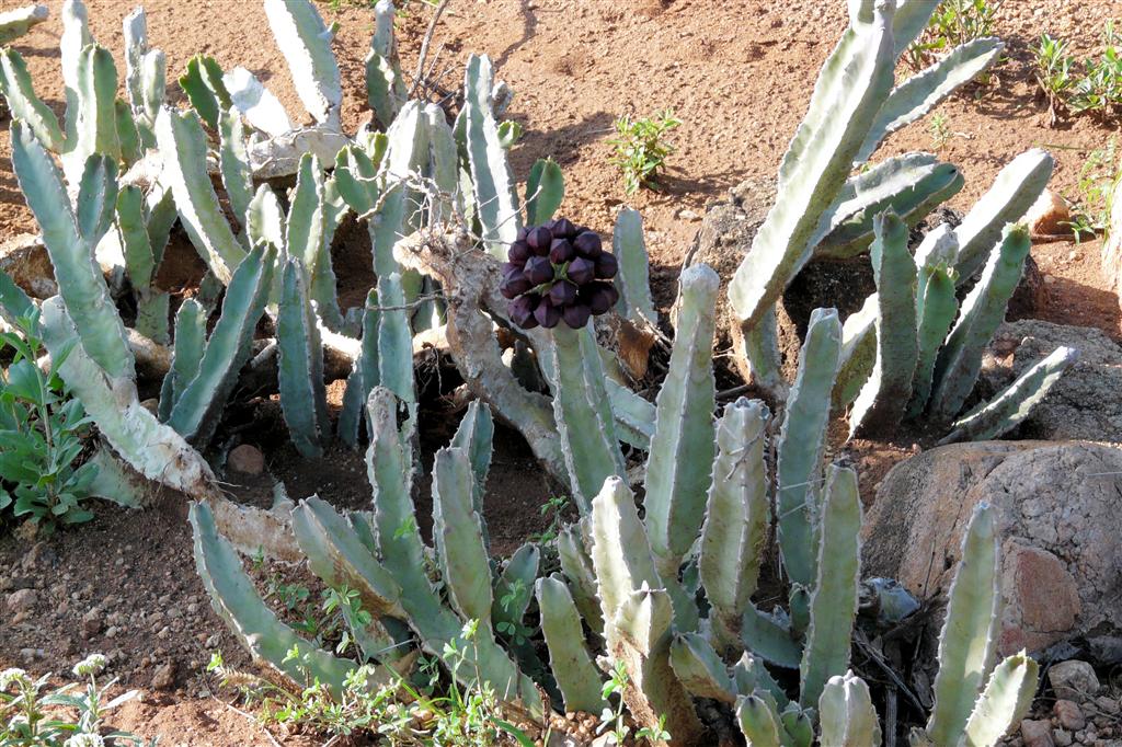 TURMI - een cactus