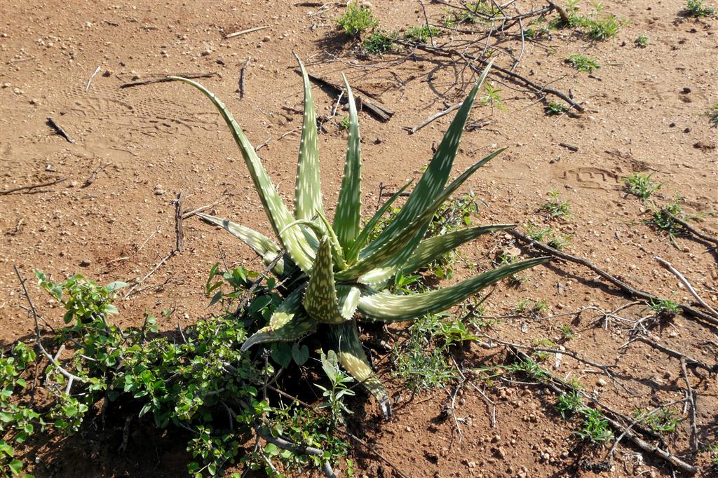 TURMI - een plant