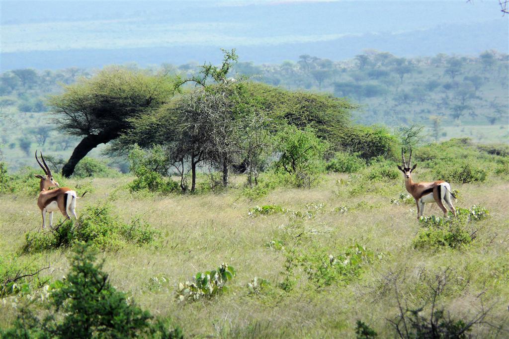 YABELO - twee thomson gazelles