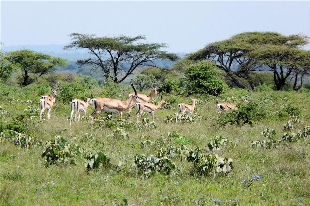 YABELO - een kudde grants gazelles