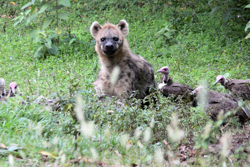 YIRGALEM - een hyena