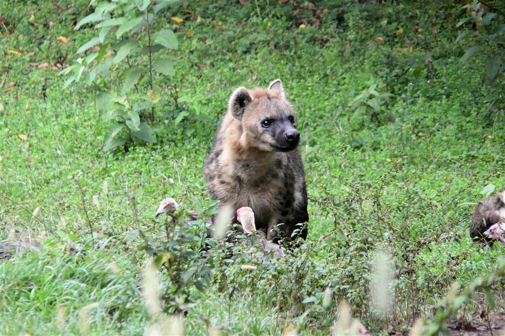 YIRGALEM - een hyena