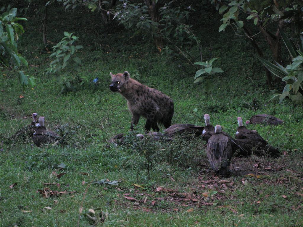 YIRGALEM - een hyena en kapgieren