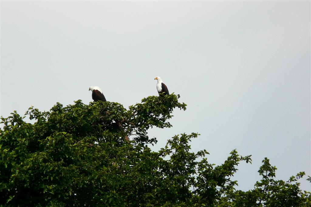 HAWASSA - twee Amerikaanse visarenden in een boom